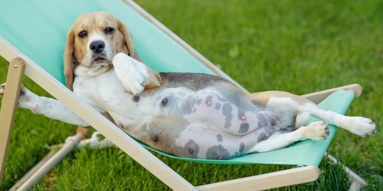 Gestation chien: temps de gestation, mise bas et soins