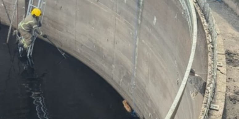 Nuneaton Cat finds happy ending after falling 10 meters into sewage