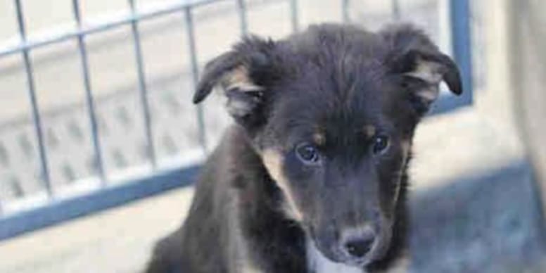 Woman spots her late dog in rescue centre photo and makes an emotional discovery