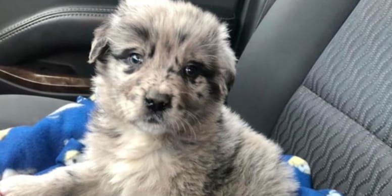 Croisé entre un Golden Retriever et un Berger Australien, ce chien fait l’unanimité