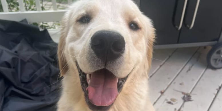 Golden Retriever breaks into neighbours' house and the chaos he causes is iconic (video)
