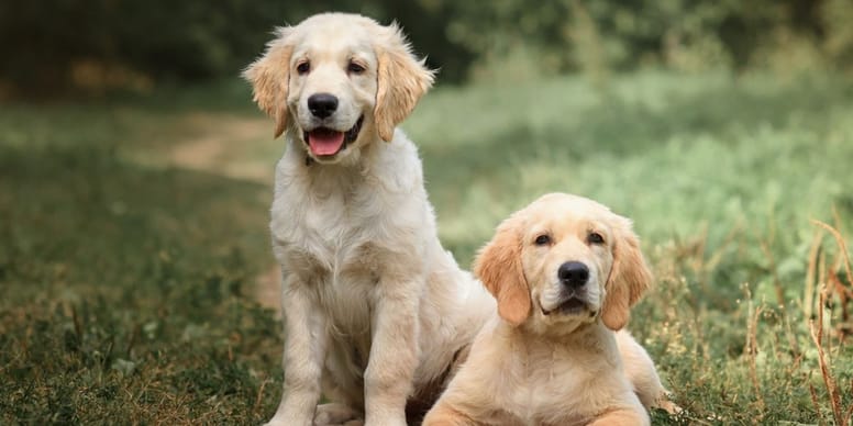 Golden Retriever Esperanza De Vida De Esta Raza De Perro