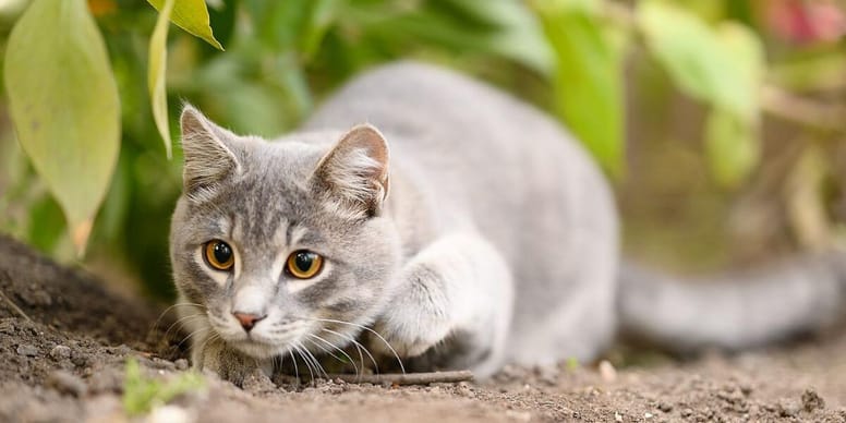 Why do cats wiggle their bums before pouncing? The science behind the