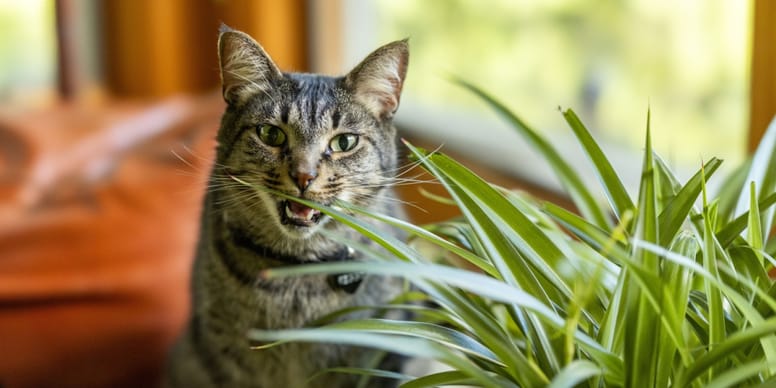 Grnlilie: Giftig fr Katzen oder nicht?