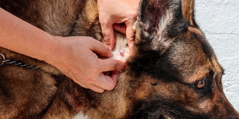Hund Blutet Aus Dem After wamiz.de