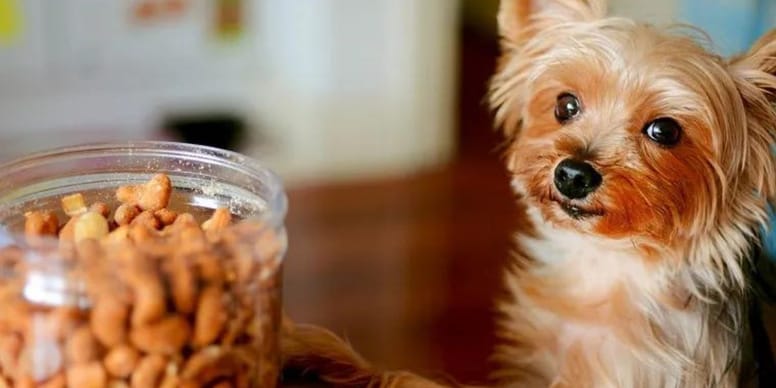Mon chien peutil manger des noix de cajou