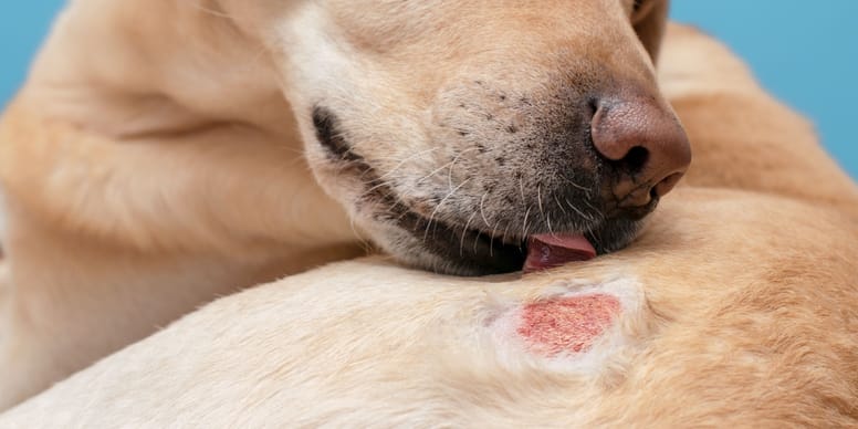 Mein Hund Haut Vom Grundstück Ab Was Tun Hund hat Hautpilz: Symptome und Behandlung