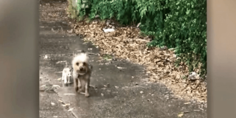 Dog spots soaked kitten and decides to do something remarkable (video)