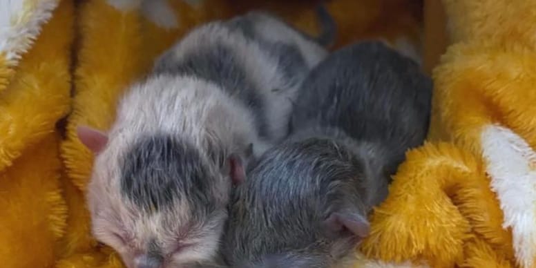 Feral cat gives birth: her next move changes her kittens' lives forever (video)