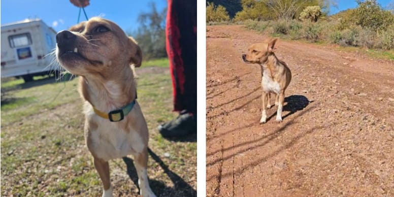 Zussen rijden door woestijn en vinden
