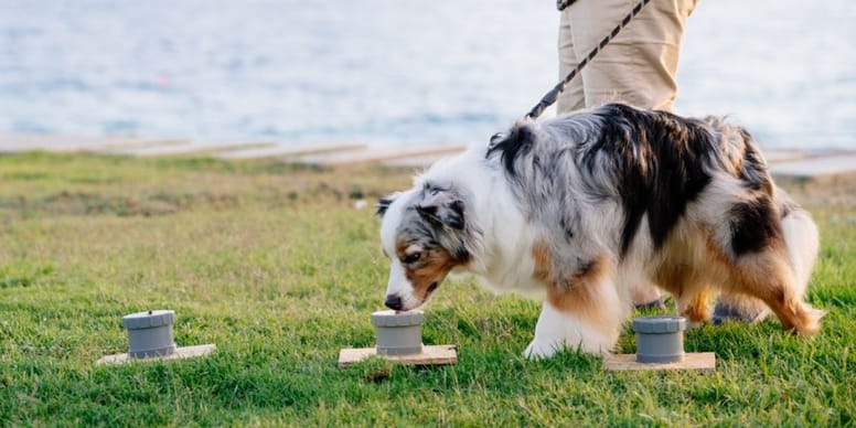 Wat Is Het Iq Van Een Hond