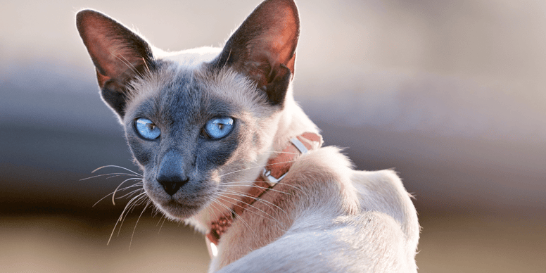 Do Siamese Cats Live Longer Than Other Breeds? Surprising Facts!