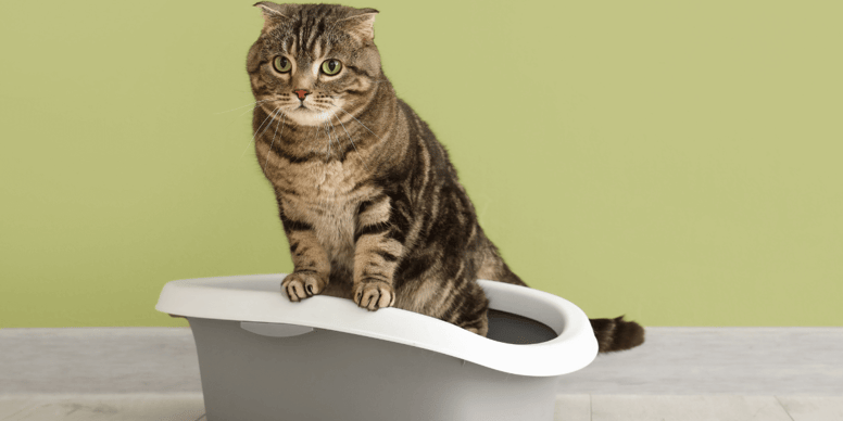 How to Find Cat Urine: Easy Tips to Detect and Remove Odors