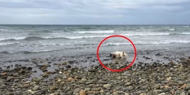 Baasje wordt gek als zijn hond iets in de golven ontdekt