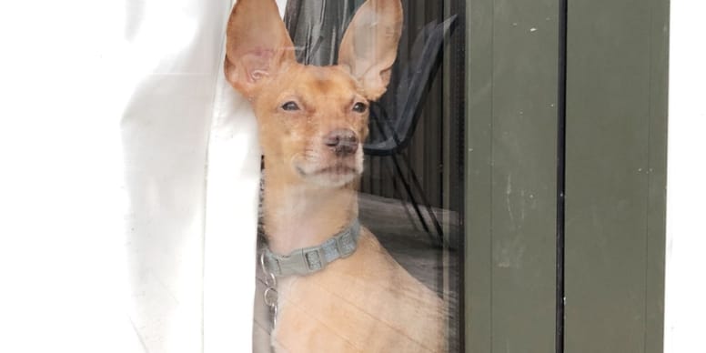 Warum bellt mein Hund, wenn er alleine ist? Ursachen und Lösungen