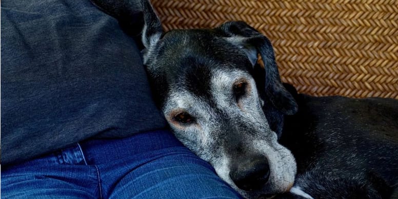 Hund mit Demenz Wann einschläfern?