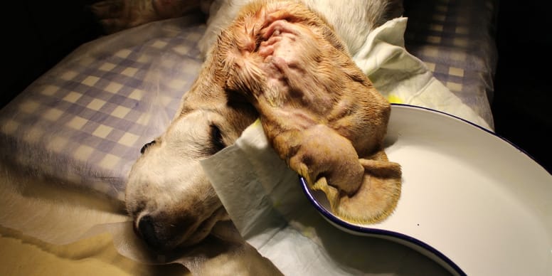 blutohr-bei-hunden-ursachen-behandlung-und-pr-vention
