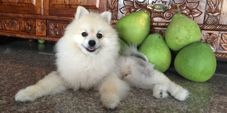 Dürfen Hunde Pomelo essen?