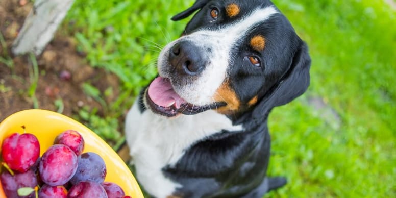 Dürfen Hunde Pflaumen essen?