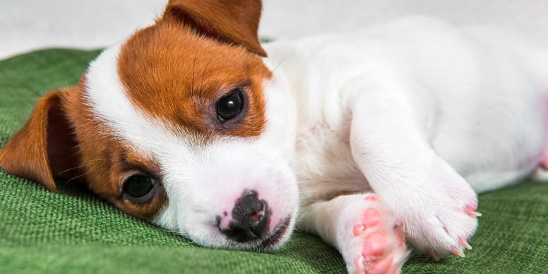 Vergiftung Hund Wann Treten Symptome Auf