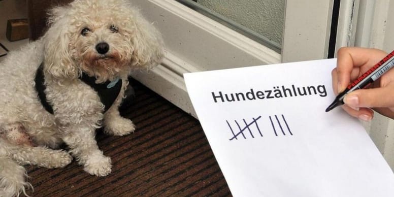 Deutsche Stadt lässt bald jeden Haushalt auf Hunde überprüfen