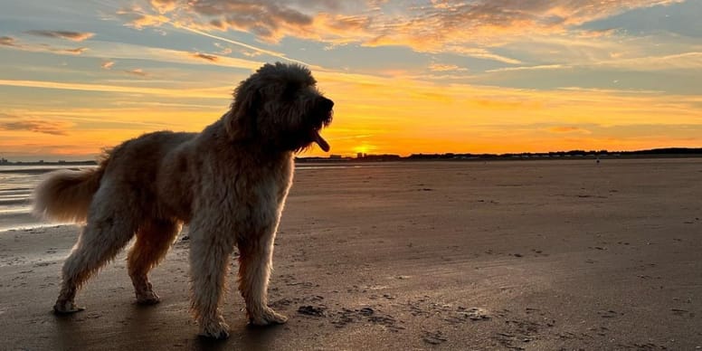 Kurztrip Nach Holland Ans Meer Mit Hund wamiz.de