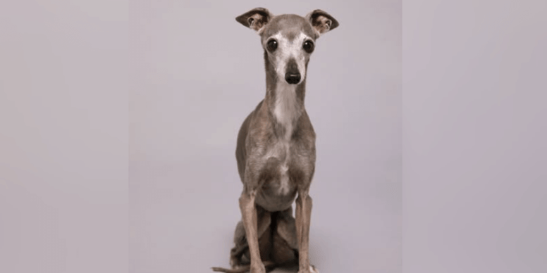 Hiobsbotschaft von berühmter Hündin Tika the Iggy: „Unser Herz ist gebrochen“