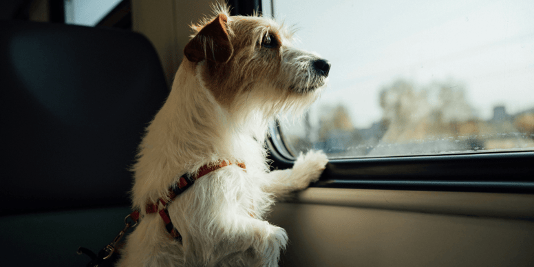 UK pet owners warned of major changes to EU travel coming into force this week
