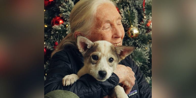Jane Goodall: adiós a la científica que vio en perros y gatos el reflejo del alma animal