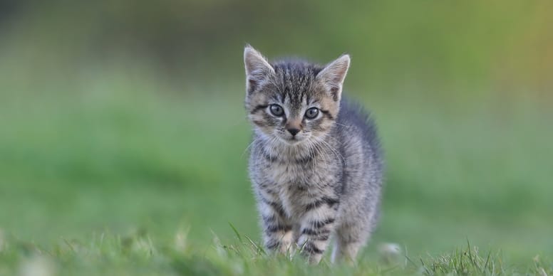Un chaton sauvé… qui était en réalité un chat sauvage européen rare