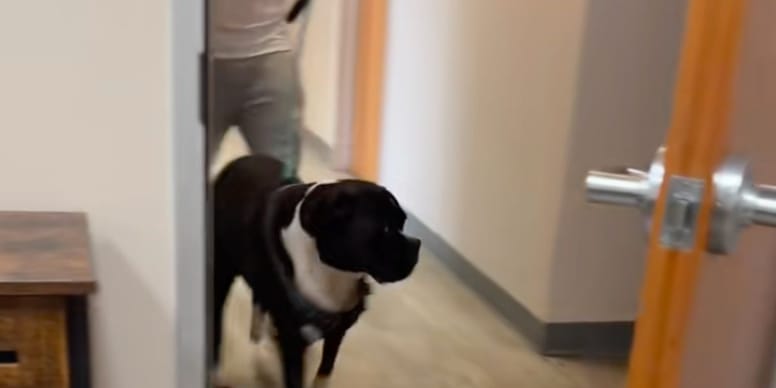 Quand un chien dit adieu à son compagnon : une émotion bouleversante