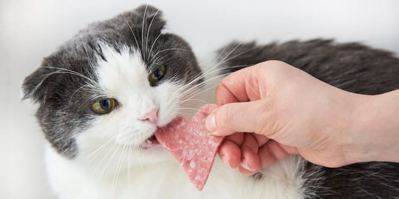 Dürfen Katzen Salami essen?