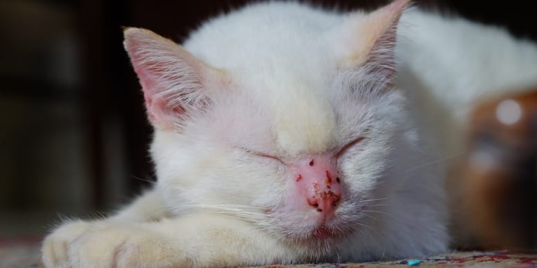 Rollgitterzaun Aus Kunststoff, 18 M Lang, 39,9 Cm Hoch – Vielseitig Für Garten, Tiere & Baumsschutz