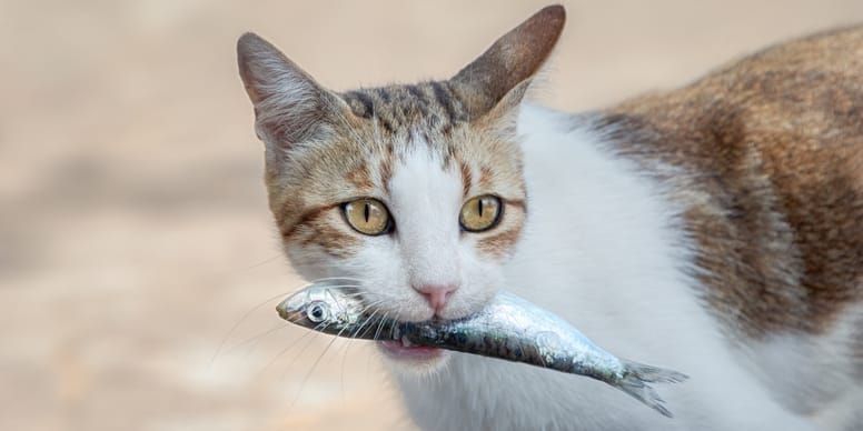Dürfen Katzen Rohen Fisch Essen Dürfen Katzen Fisch essen?
