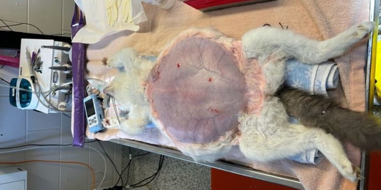 Gatta randagia sciocca non solo i veterinari: lascia senza parole gli amanti degli animali