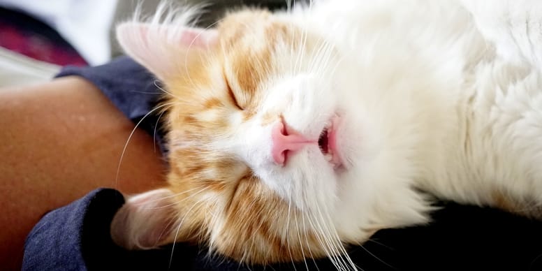 Ist Es Schlimm Wenn Meine Katze Schnarcht Katze schnarcht beim Schlafen: Warum und was tun?
