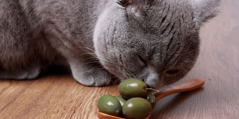 Dürfen Katzen Oliven essen?