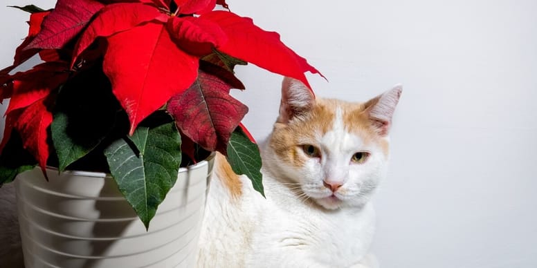 Ist der Weihnachtsstern für Katzen giftig?