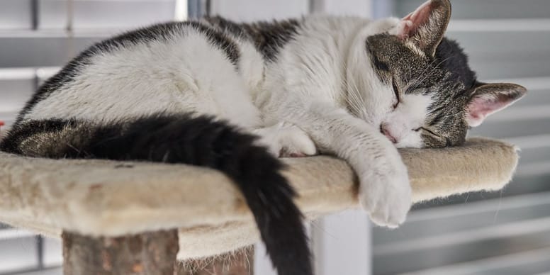 Katze Einschläfern Oder Natürlich Sterben Lassen Forum wamiz.de