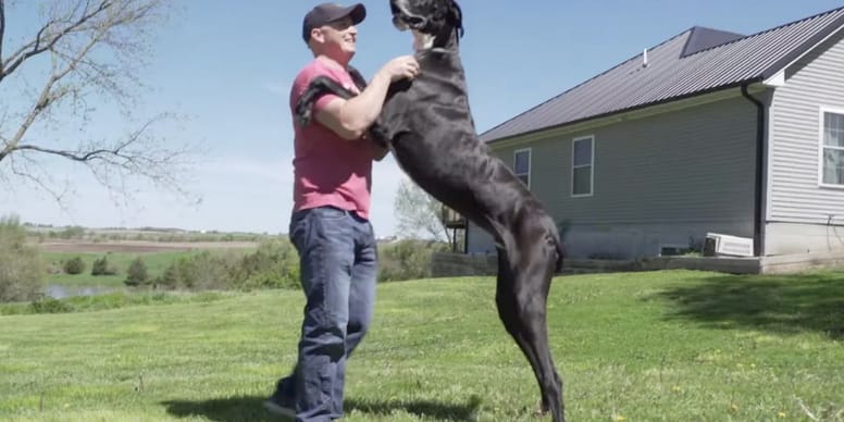 Nie żyje największy dog niemiecki świata: Kevin kilka dni temu został