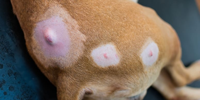 Hund hat einen Knubbel unter der Haut Harmlos oder gefährlich?