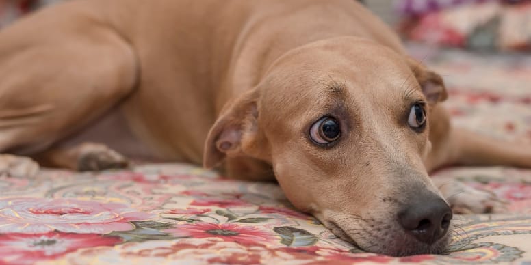 Hund kommt nicht zur Ruhe Ursachen und Hilfestellungen