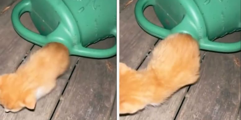 Kitten emerges from watering can, but what comes out next leaves people