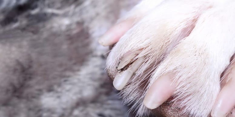 Hund Kralle Abgerissen Leben Liegt Frei Abgerissene Kralle beim Hund: Was tun?