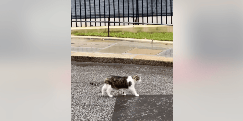 How Will Chief Mouser Larry Take To New Prime Minister Andy Burnham s Dog how-will-chief-mouser-larry-take-to-new-prime-minister-andy-burnham-s-dog