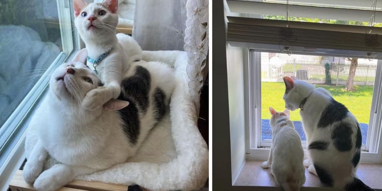 Paar adoptiert Katze aus dem Tierheim Nach Monaten bemerkt es seinen Fehler
