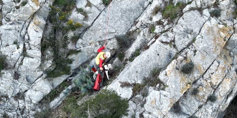 Gard : après une chute impressionnante, un chien sauvé grâce à un important dispositif des pompiers