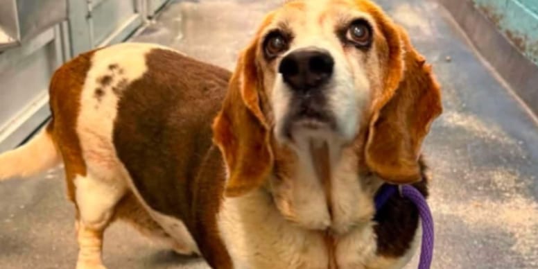 Retour chez soi - Les chiens ont besoin d'une famille