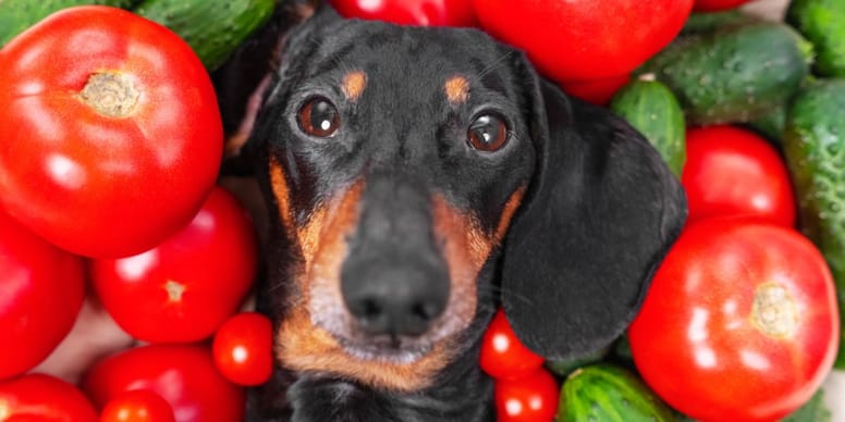 Comida Húmeda Para Perros Bellfor Sin Cereales - 6 Latas De 400g Con Pollo, Fruta Y Verdura Fresca