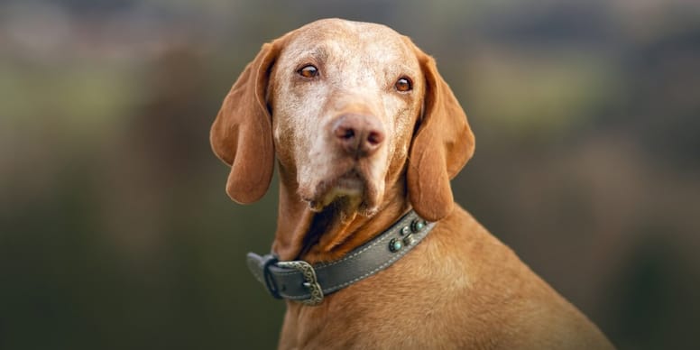 Magyar Vizsla Typische Krankheiten der Hunderasse